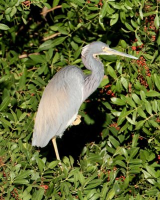 Tricolored Heron