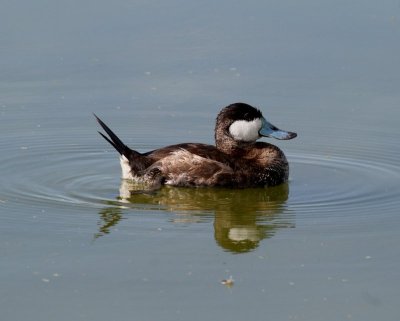 Ruddy Duck