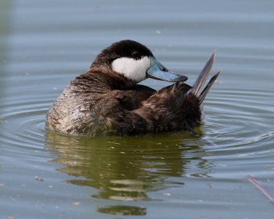 Ruddy Duck