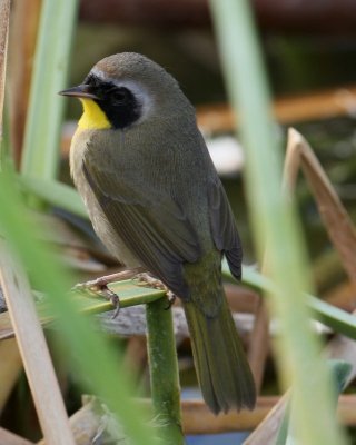 Common Yellowthroat