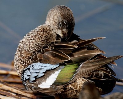 Blue-winged Teal