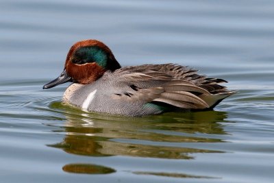 Green-winged Teal