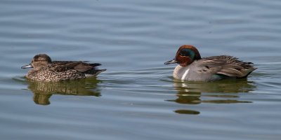 Green-winged Teal