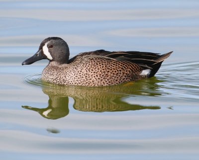 Blue-winged Teal