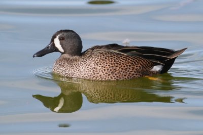 Blue-winged Teal