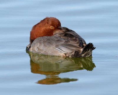 Redhead