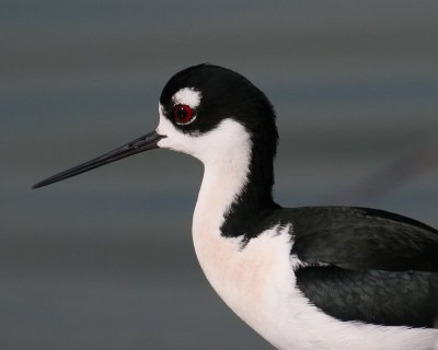 Black-necked Stilt