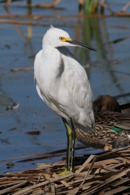 Snowy Egret