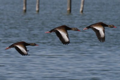 Black-bellied Tree duck