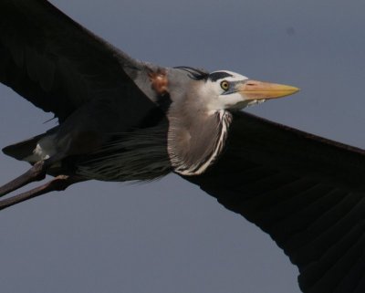 Great Blue Heron