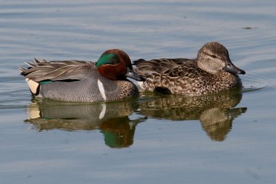 Green-winged Teal