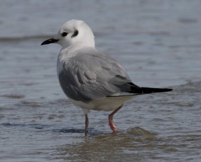 Bonaparte's Gull