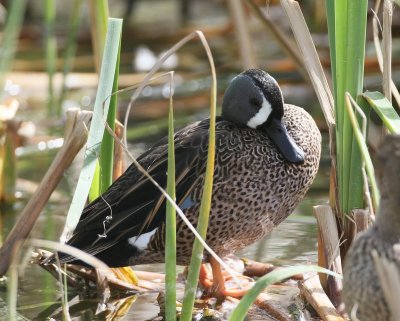 Blue-winged Teal