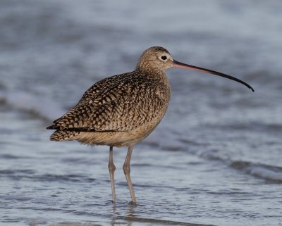 Long-billed Curlew