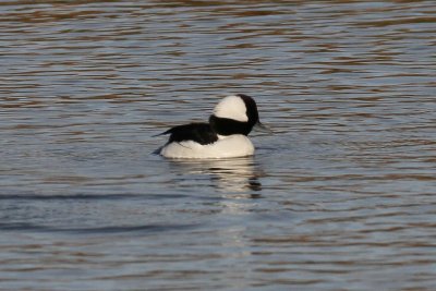 Bufflehead