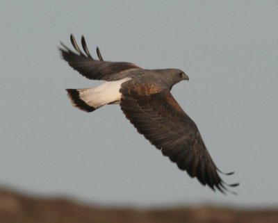 White-tailed Hawk