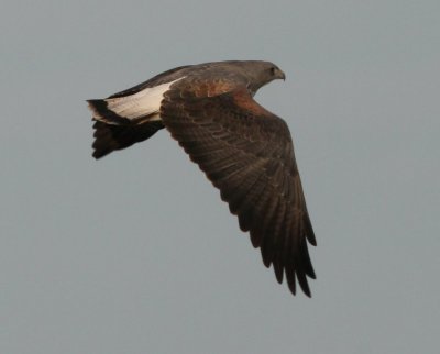 White-tailed Hawk