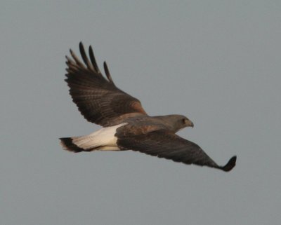 White-tailed Hawk