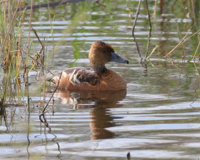 Fulvous Tree Duck