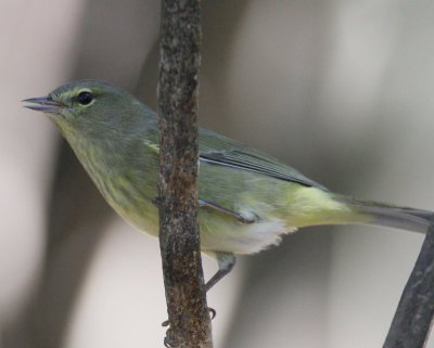 Orange-crowned Warbler