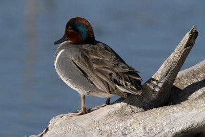 Green-winged Teal