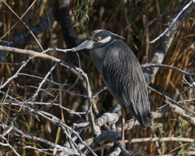 Yellow-crowned Night-heron