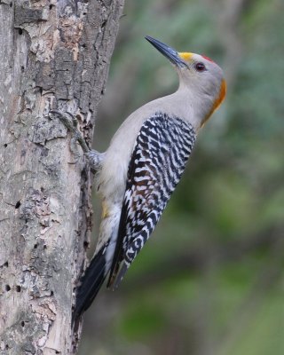 Golden-fronted Woopecker