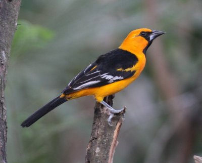 Altamira's Oriole