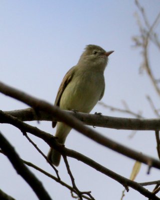 Northern Beardless Tyranulet