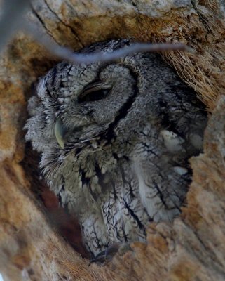 Eastern Screech-owl