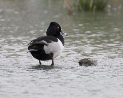 Ring-necked Duck