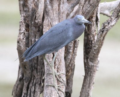 Little Blue Heron