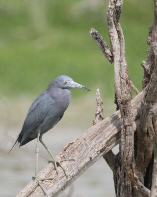 Little Blue Heron