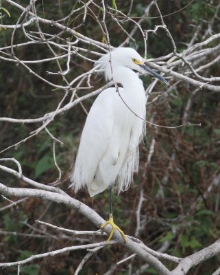 Snowy Egret