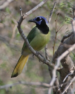 Green Jay