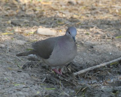 White-tipped Dove