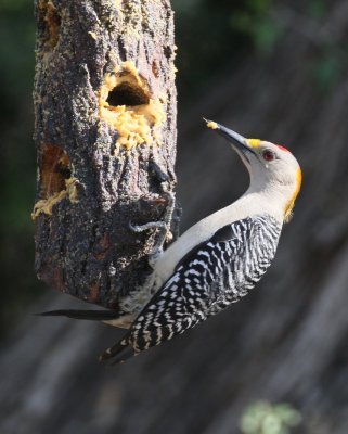 Golden-fronted Woodpecker