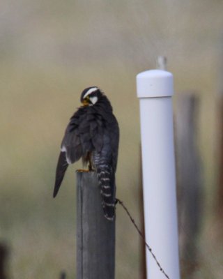 Aplomado Falcon