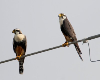 Aplomado Falcon