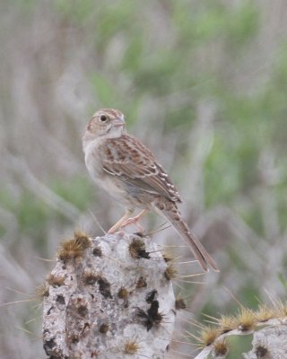 Cassin's Sparrow