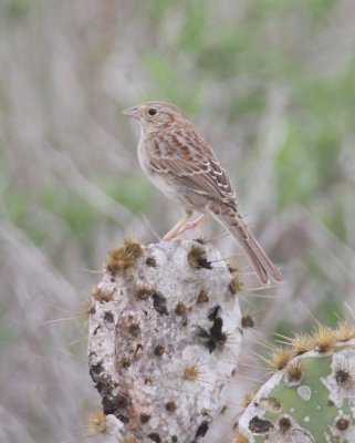 Cassin's Sparrow