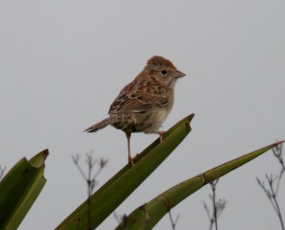 Cassin's Sparrow