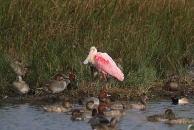 Roseate Spoonbill