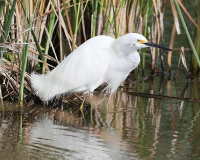 Snowy Egret