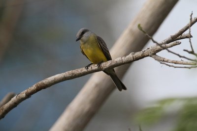 Tropical Kingbird