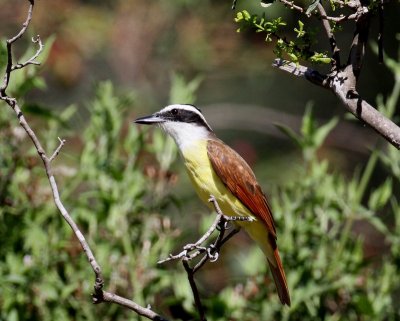 Great Kiskadee