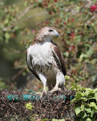 Red-tailed Hawk