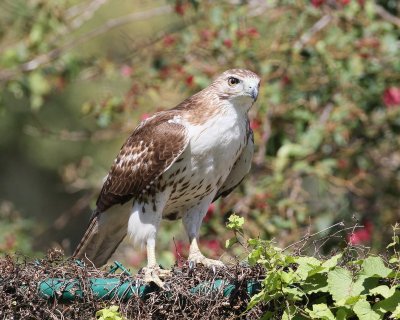 Red-tailed Hawk