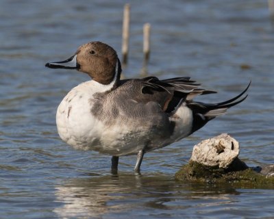 Northern Pintail