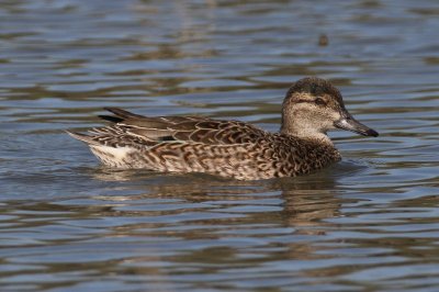 Green-winged Teal